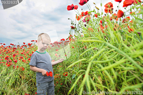 Image of Small boy in field with red poppies