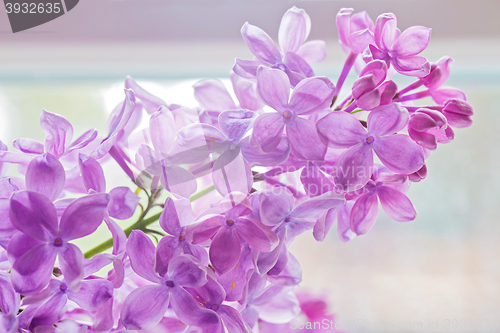 Image of Close-up of beautiful lilac