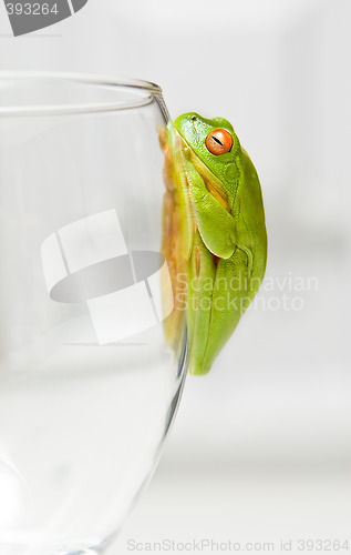 Image of green tree frog on glass