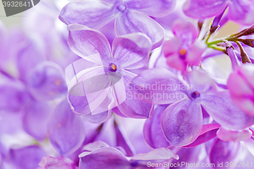 Image of Macro shot of lilac