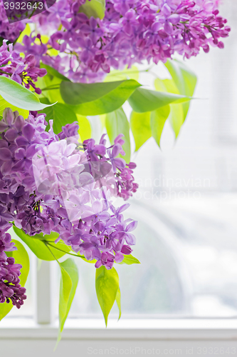 Image of Close-up of lilac