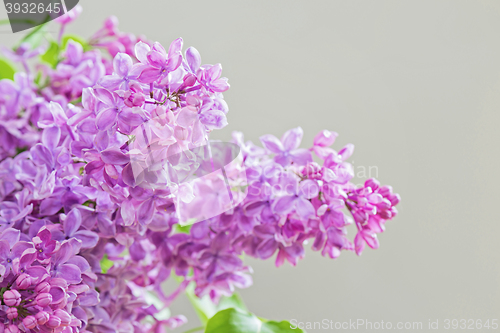 Image of Close-up of lilac