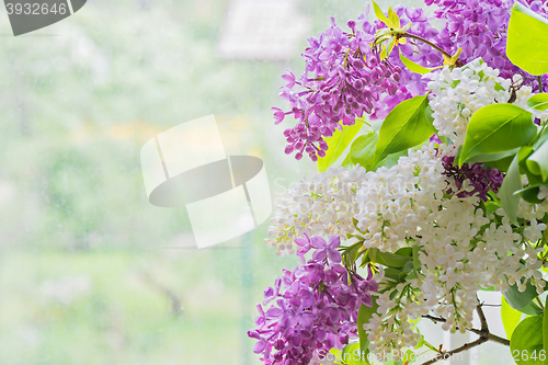 Image of Macro shot of lilac bouquet