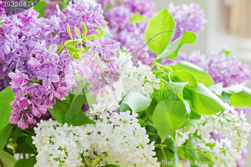 Image of Close-up of lilac