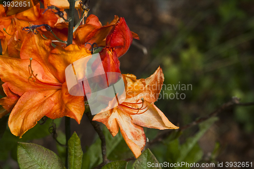 Image of orange azalea