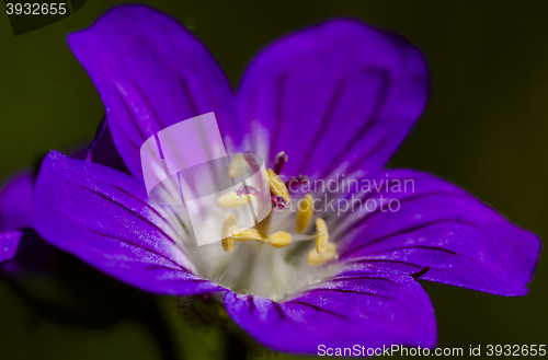 Image of wood cranesbill