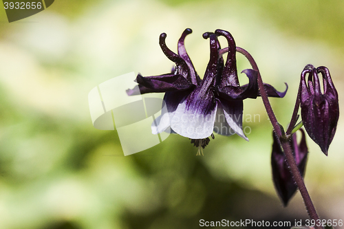 Image of columbine