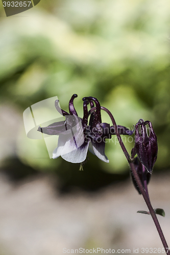 Image of columbine