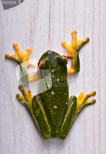 Image of green tree frog