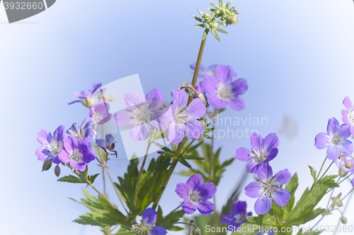 Image of woodland geranium