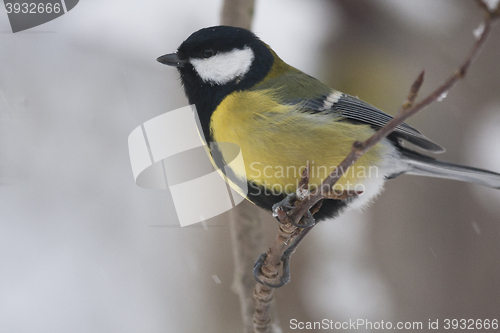 Image of great tit