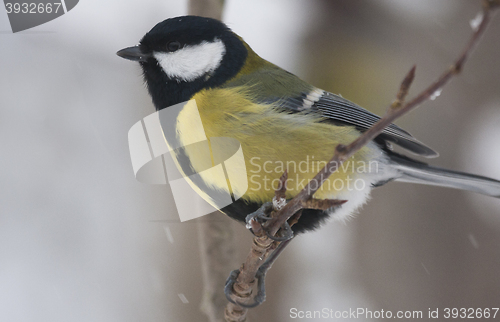 Image of great tit