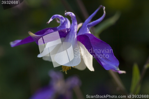 Image of granny´s bonnet