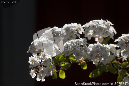 Image of spirea