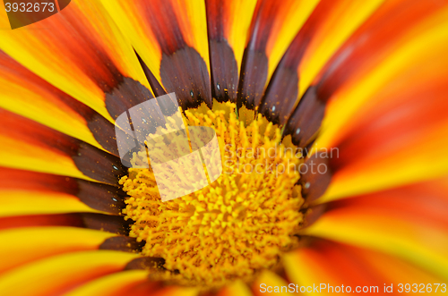 Image of Beautiful flower in a meadow