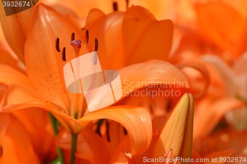 Image of Beautiful lily growing in garden