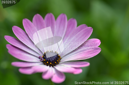 Image of Beautiful purple daisy