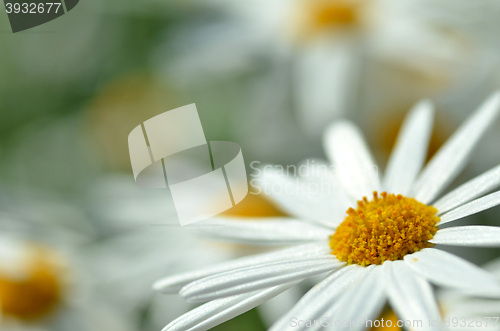 Image of White chamomile flower macro