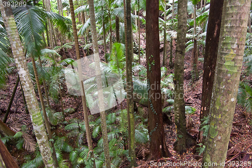 Image of rain forest trees