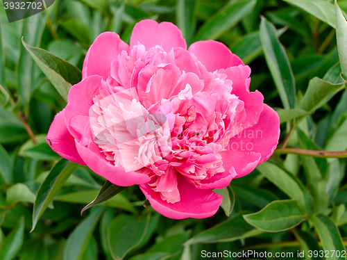 Image of Pink  Peony 