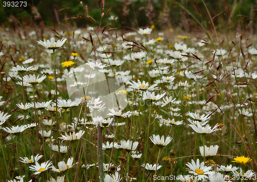 Image of field of flowers