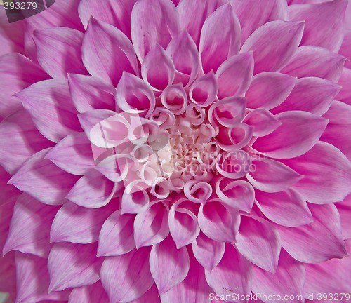 Image of pink dahlia flower