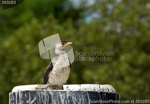 Image of little pied cormorant