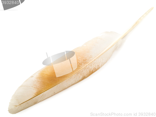 Image of Feather 