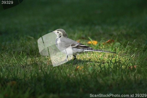 Image of Wagtail