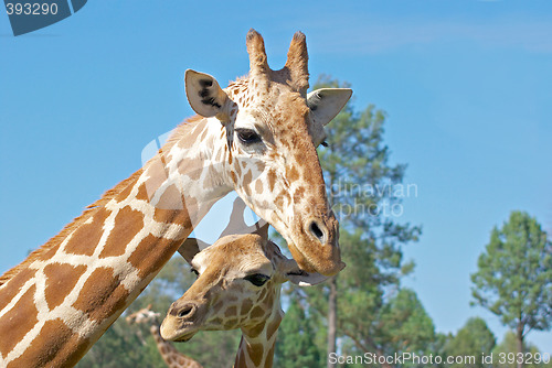 Image of mother and baby giraffe