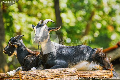 Image of Goats on the Stack of Wood