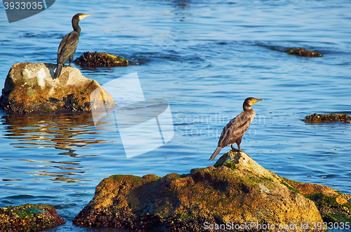 Image of Cormorants on the Stones