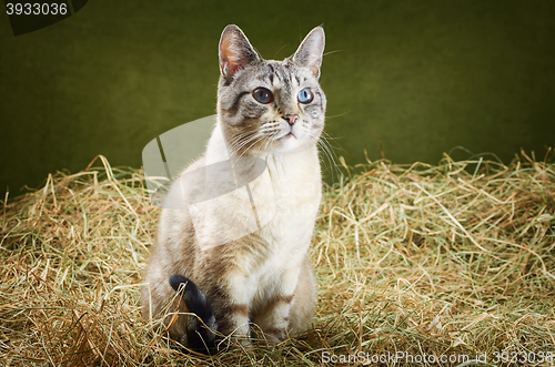 Image of Cat in the Hay