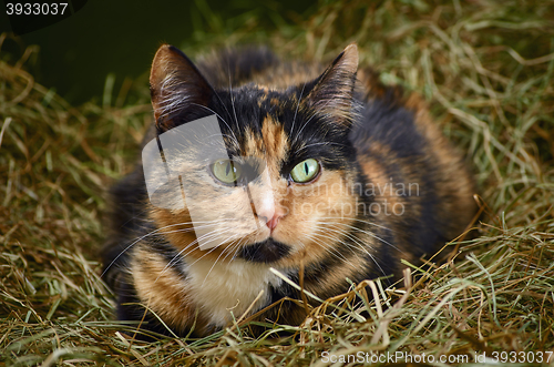 Image of Cat in the Hay