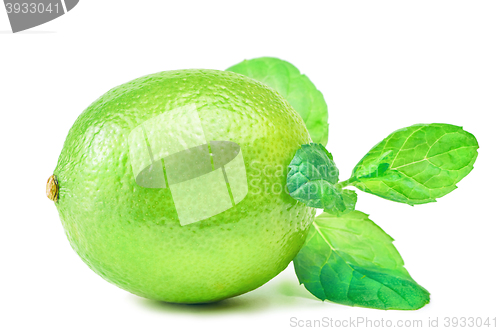 Image of Native Lime