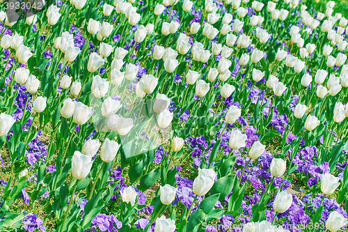 Image of Field of Tulips