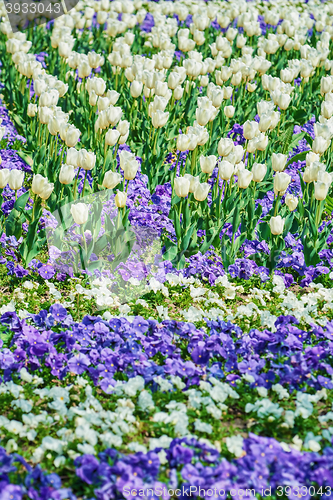 Image of Field of Tulips