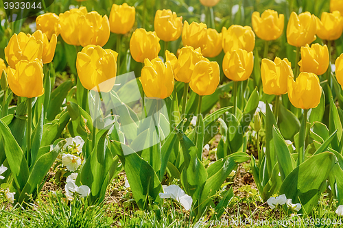 Image of Flower Bed of Yellow Tulips