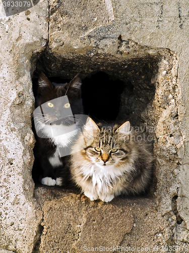 Image of Cats