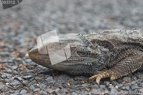 Image of bearded dragon