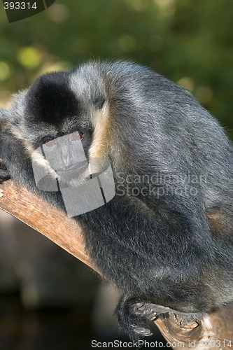 Image of white handed gibbon