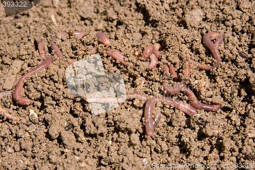 Image of composting worms