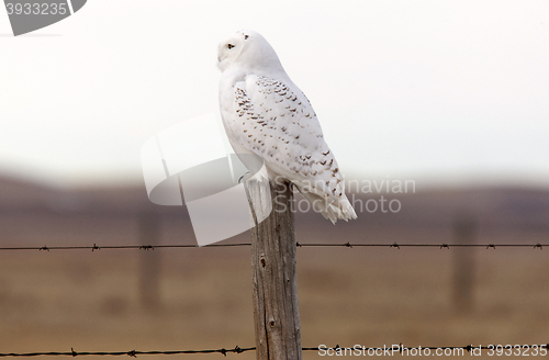 Image of Snowy Owl on Fence Post