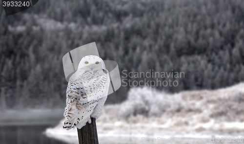 Image of Snowy Owl on Fence Post