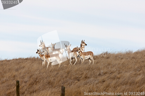 Image of Pronghorn Antelope