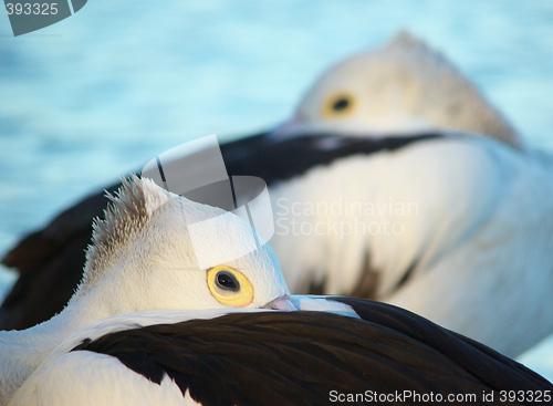 Image of pelican abstract
