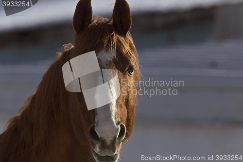 Image of Horse in Winter