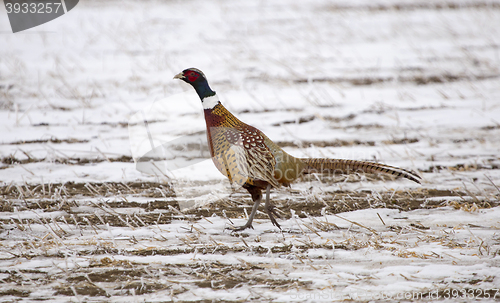 Image of Ring Neck Pheasant