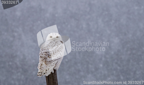 Image of Snowy Owl on Fence Post