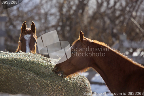 Image of Horse in Winter